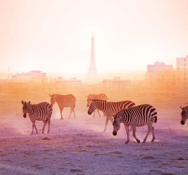 Gruppo Zebre Che Camminano Con Parigi Sullo Sfondo Immagine Mista — Foto Stock