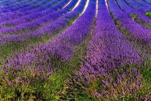 Řádky Kvetoucí Levandule Pole Provence Francie — Stock fotografie