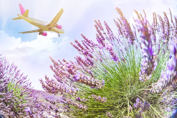 Vista Baixo Ângulo Avião Voando Sobre Campo Lavanda Florescente Provence — Fotografia de Stock