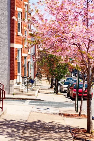 Sidewalks Baltimore Downtown Parked Automobiles Flowering Trees Spring Maryland Usa — Stock Photo, Image