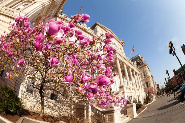 Flowering Magnolia Tree Front Baltimore City Hall Sunny Day Maryland — Stock Photo, Image