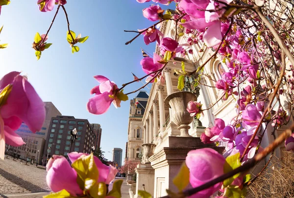 Baltimore City Hall Viewed Flowering Magnolia Tree Maryland Usa — Stock Photo, Image