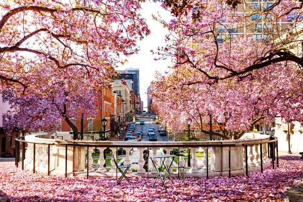马里兰州春季拥有盛开的木兰树的巴尔的摩城市美丽景色 — 图库照片
