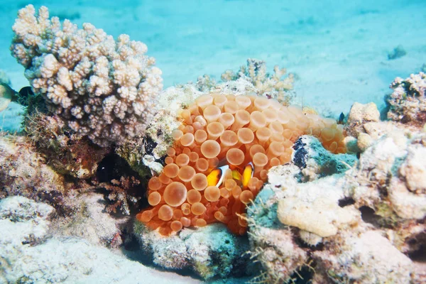 Clownfish Anemonefish Ukrywanie Się Między Koralowcami Podwodne Strzelać — Zdjęcie stockowe