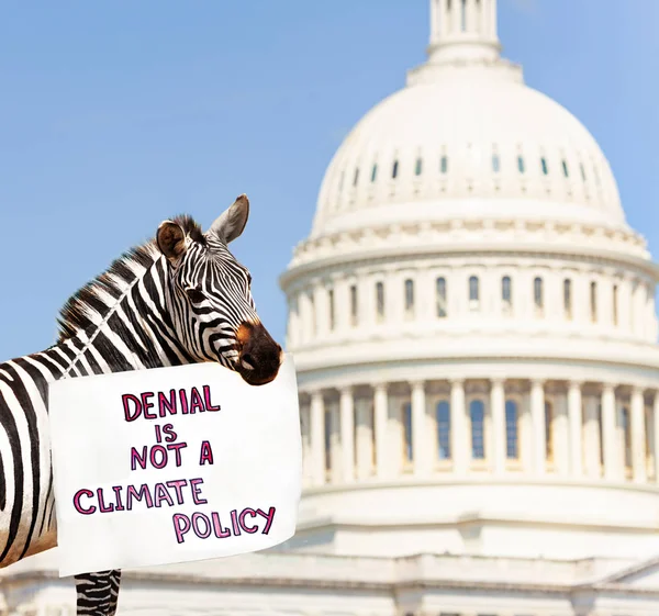 Zebra Protest Front Usa Capitol Washington Holding Sign Saying Denial — Stock Photo, Image