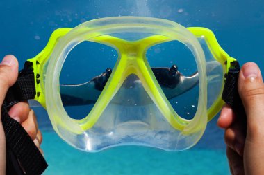 Dalgıç ve manta Ray görünümü elinde sualtı maskesi üzerinden