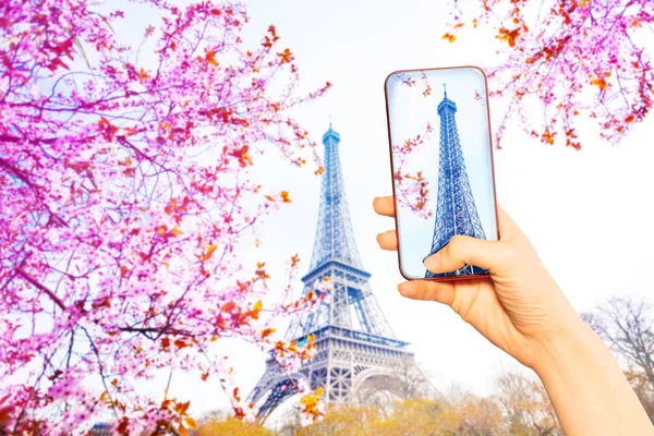 Turista Toma Foto Torre Eifel Flor Primavera Rosa Flores Árbol — Foto de Stock