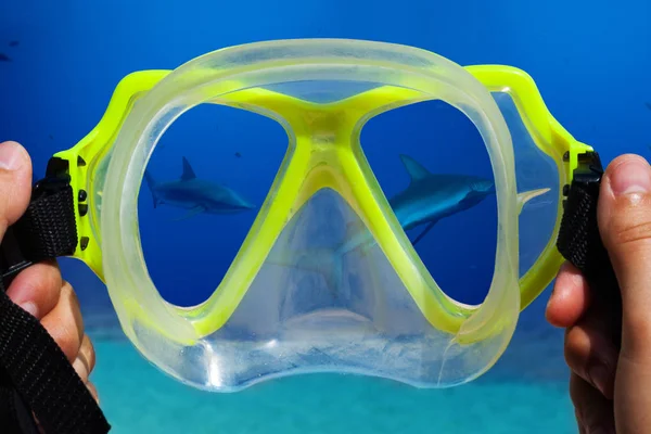 Underwater Mask Hands Diver Big Shark View Glass — Stock Photo, Image