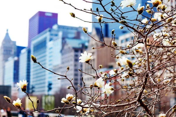 Spring Flowers City Chicago Downtown Background Illinois Usa — Stock Photo, Image