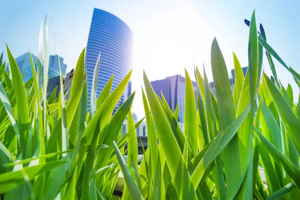 Low Angle View Defense Business District Towers Viewed Green Grass — Stock Photo, Image