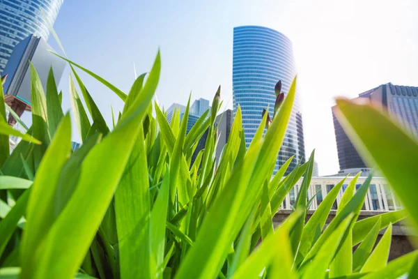 拉国防商业区摩天大楼的底视图 透过绿草对蓝天 — 图库照片