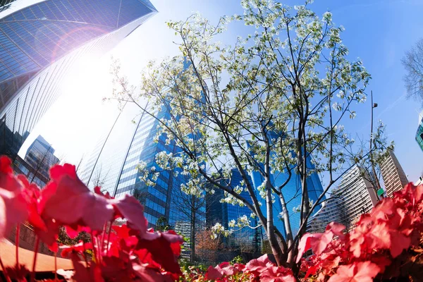 拉国防商业区的现代建筑看到低谷开花的树枝 — 图库照片