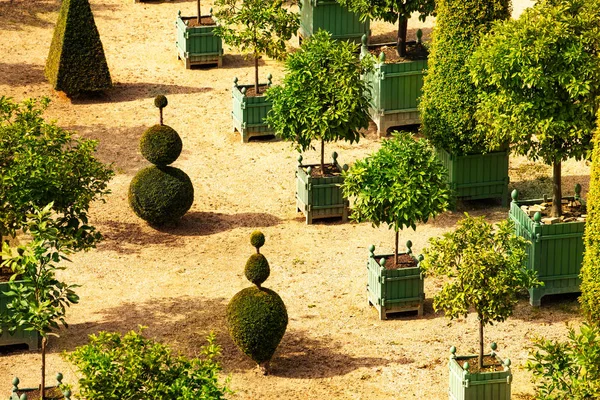 Top View Versailles Garden Citrus Planters France Europe — Stock Photo, Image