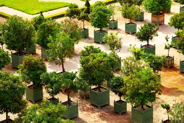 View Palace Versailles Garden Citrus Planters France Europe — Stock Photo, Image