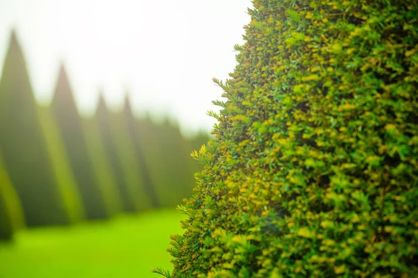 Close Picture Evergreen Tree Needles Versailles Gardens Background Copy Space — Stock Photo, Image