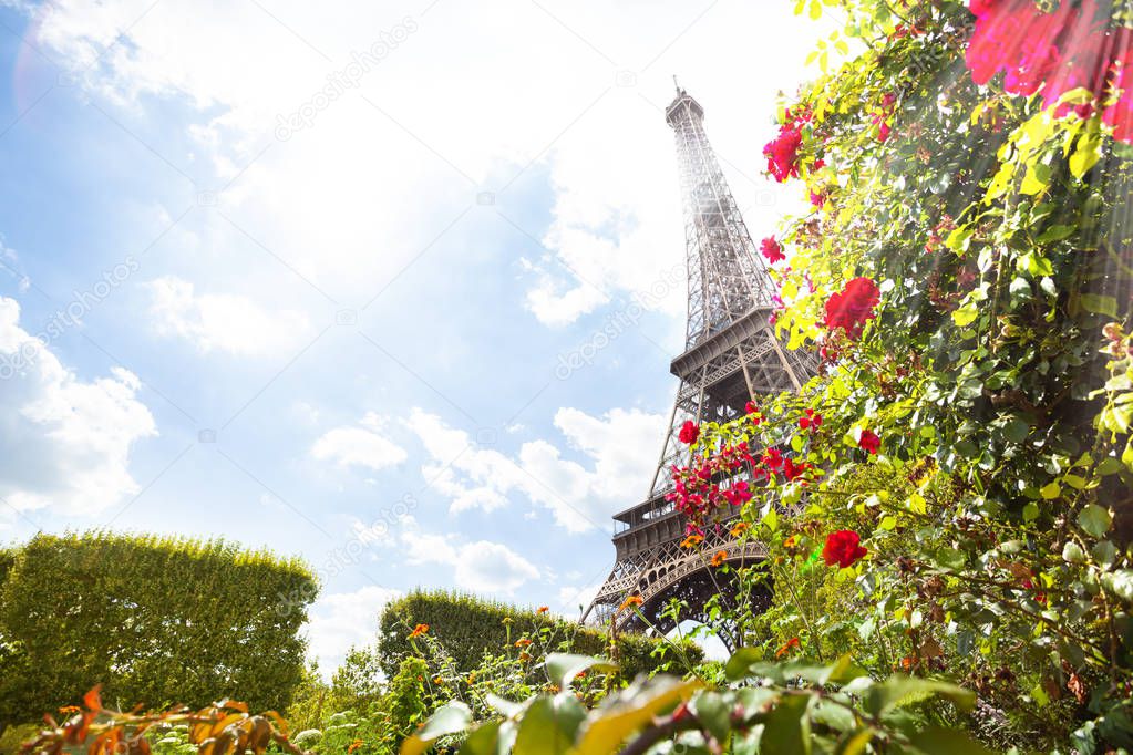 Eifel tower through red roses on sunny day, Paris, France