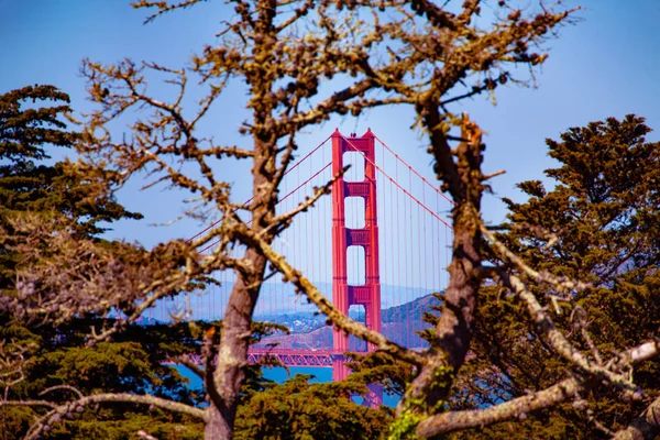 Golden Gate Köprüsü Ağaç Dallarından Izlendi San Francisco Abd — Stok fotoğraf