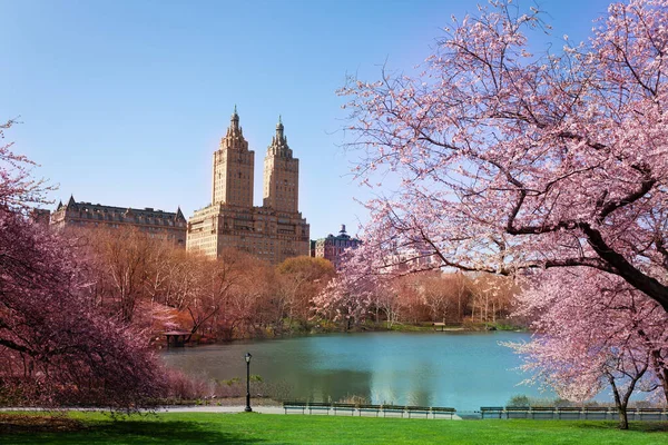 Blooming Kwanzan Cherry Trees Central Park Pond Skyline Buildings Background — Stockfoto