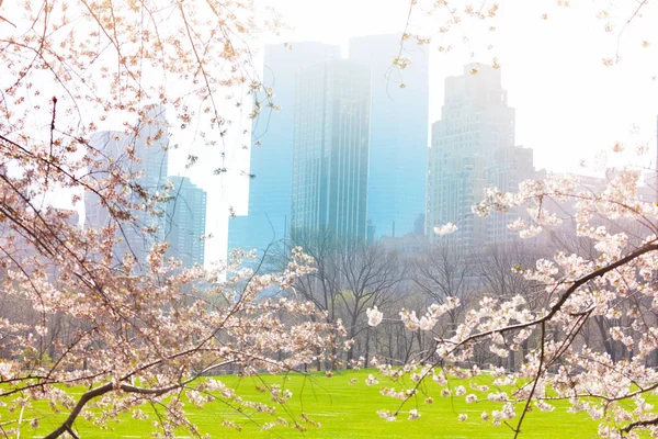 New York Cherry Kwanzan Tree Flowers Spring Sunlight Flares — Stockfoto