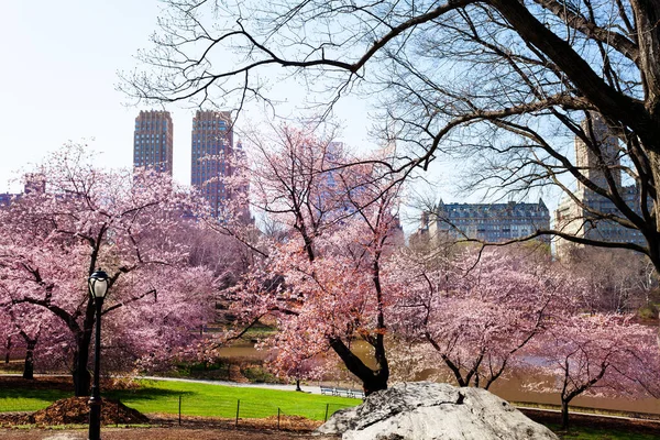 Blooming Kwanzan Cherry Tree Central Park New York — Stockfoto