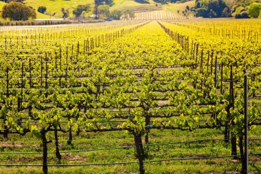 İlkbaharda Kaliforniya 'daki üzüm bağları tarlasında sıralanmış bitkiler.,