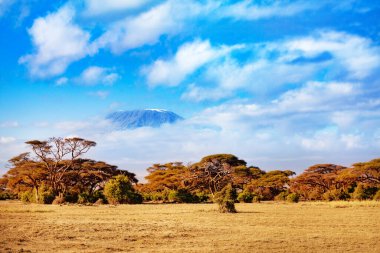 Kilimanjaro dağı ve ormandaki savana ağaçları, Kenya Ulusal Parkı Amboseli, Afrika manzaralı