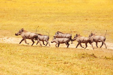 School of Phacochoerus known as warthogs pig family animal running in Kenya savanna, Africa clipart