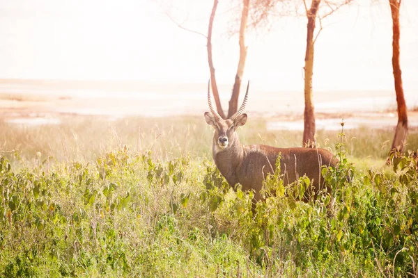 Waterbuck แอนต โลปขนาดใหญ พบอย างกว างขวางในแอฟร กาใต สะฮาราในอ ทยานแห งชาต — ภาพถ่ายสต็อก