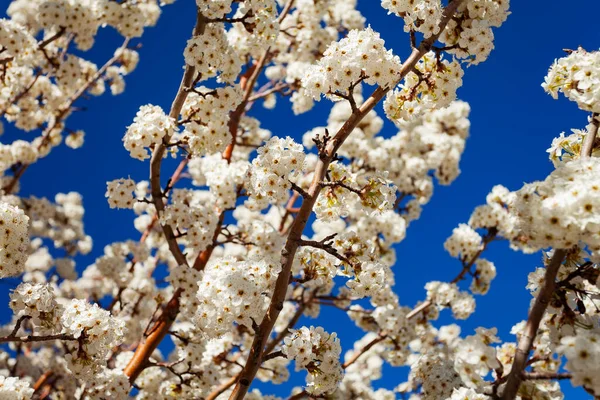 Couleurs Printanières Beaucoup Fleurs Blanches Pommier Sur Ciel Bleu Clair — Photo