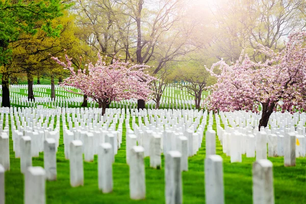 Rows Tombs Graves Military Cemetery Blooming Spring Cherry Tree Flowers — Stock Photo, Image