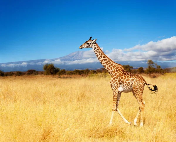 ケニアの大人キリンキリマンジャロ山 Amboseli Park — ストック写真