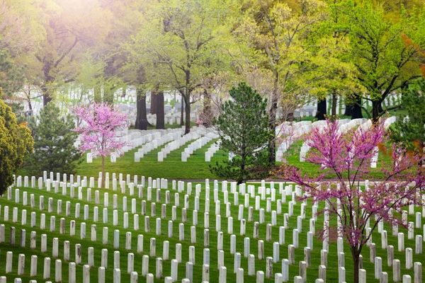 Blooming Cherry Sakura Cemetery Graveyard Many Rows Tombstones — Stock Photo, Image