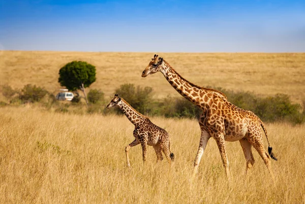 Két Zsiráf Szafari Autó Turista Megfigyelni Állatok Természetes Élőhelyen Kenya — Stock Fotó