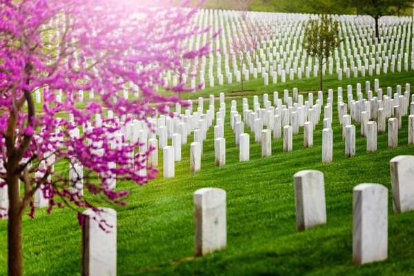 Many Tombs Rows Graves Military Arlington Cemetery Blooming Spring Cherry — Stock Photo, Image