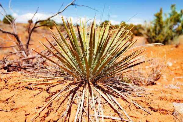 犹他州摩押沙漠干土上的Harriman Yucca植物 — 图库照片