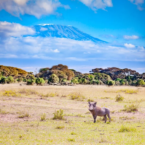 Phacochoerus Bekannt Als Warzenschwein Über Dem Kilimandscharo Der Kenianischen Savanne — Stockfoto