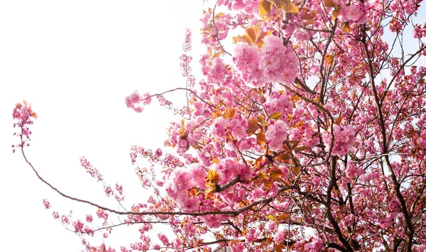 Japanese Cherry Flower Blooming Garden Sky Spring — Stock Photo, Image