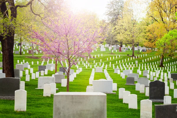 Kirschbaumblüten Und Sakura Auf Friedhof Mit Vielen Grabsteinreihen — Stockfoto
