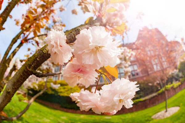 Japán Cseresznye Prunus Vagy Cerasus Serrulata Virágok Seattle Egyetem Kampuszán — Stock Fotó