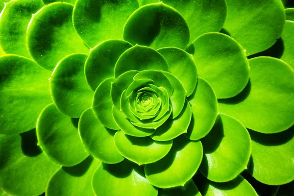 Aeonium Arboreum Succulent Plant Close Green Flower California Usa — Stock Photo, Image
