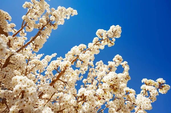 Molti Fiori Melo Bianco Primaverile Sopra Cielo Blu Chiaro — Foto Stock