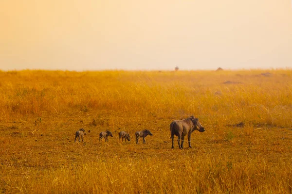 Familjegrupp Vårtsvin Som Står Tillsammans Kenya Savanna Afrika — Stockfoto