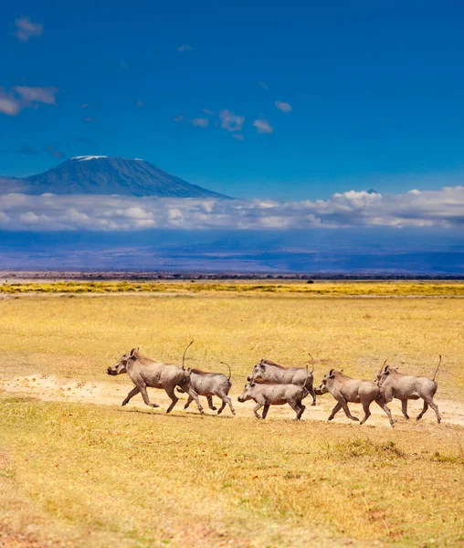 Σχολή Phacochoerus Γνωστή Χοίρος Warthogs Τρέχει Μαζί Πάνω Από Βουνό — Φωτογραφία Αρχείου