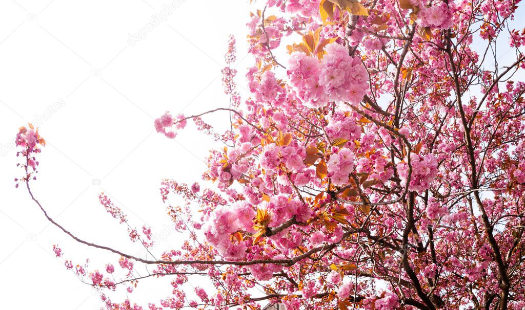 Japanese cherry flower blooming in the garden over sky at spring