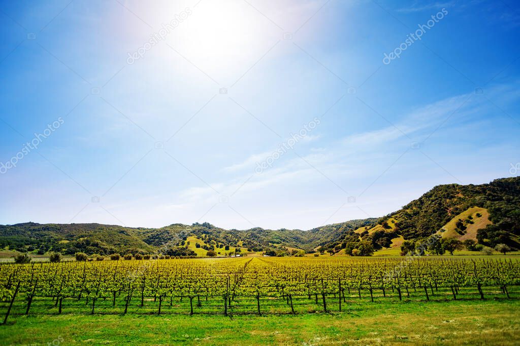 California rural vineyard plantation panorama view during spring season