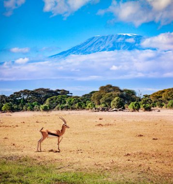 Thomson 'un ceylanı ya da erkek geyiği Kilimanjaro dağının üzerindeki Kenya' da çayırda duruyor.