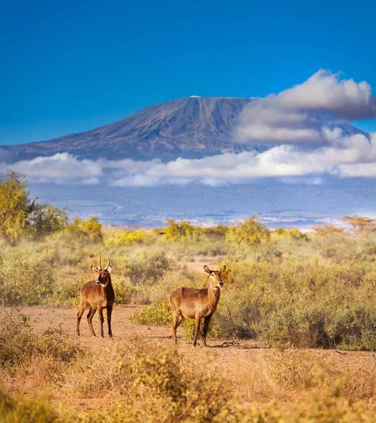 Waterbuck Nagy Antilop Afrikában Kilimandzsáró Hegycsúcs Felett Amboseli Parkban Kenyában — Stock Fotó