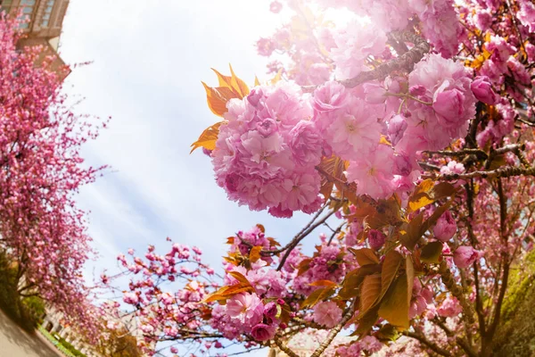 Japán Cseresznye Prunus Vagy Cerasus Serrulata Virágok Kertben — Stock Fotó