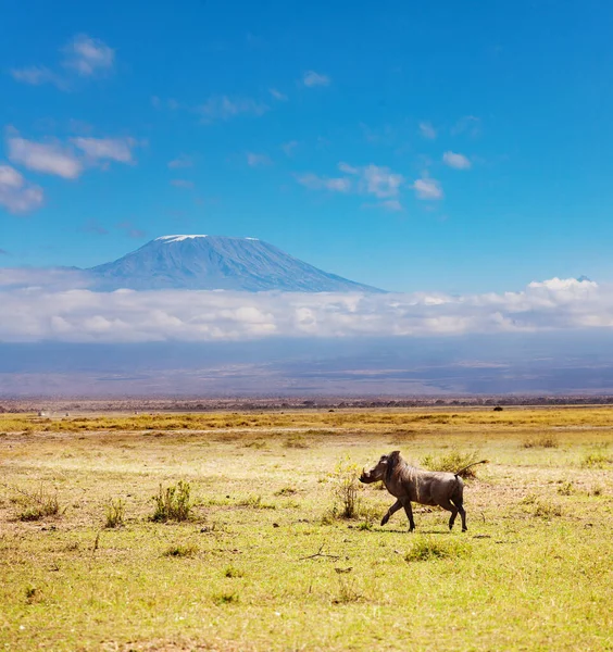 Счастливый Phacochoerus Известный Бородавочники Свиньи Бежит Горе Килиманджаро Кении Саванна — стоковое фото