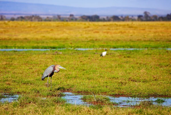 马头鹤 Marabou Stork或Leptoptimistic Los Crumenifer 是非洲南部Ciconiidae科的一种大型涉水鸟类 — 图库照片